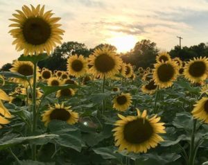 The sunflower fields at Montgomery County's McKee-Beshers Wildlife Management Area are now in full bloom. (Photo: Nancy Guzman/Instagram)