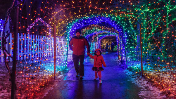 A father and daughter walking under a canopy of lights at Brookside Gardent. (Photo: Montgomery Parks)