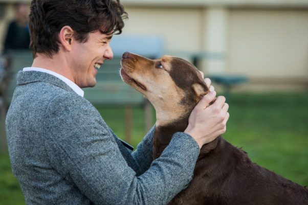 Owner Lucas and dog Bella reunited in A Dog's Way Home. (Photo: Sony Pictures)