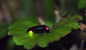 A close up of a firefly on a leaf (Photo: Arlington Parks & Rec)