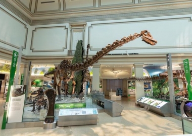 Dinosaur-skeletons in Fossil Hall at the National Museum of Natural History's Deep Time exhibit. (Photo: Lucia Martino/Smithsonian Institution)