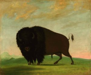 Buffalo Bull Grazing on the Prairie by George Catlin. (Photo: Smithsonian American Art Museum)