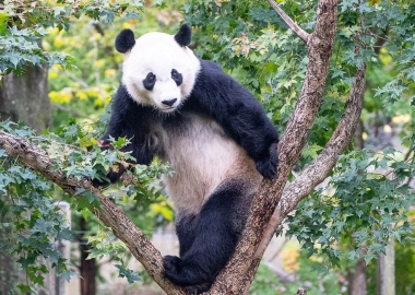 Bei Bei standing in a tree. (Photo: National Zoo)