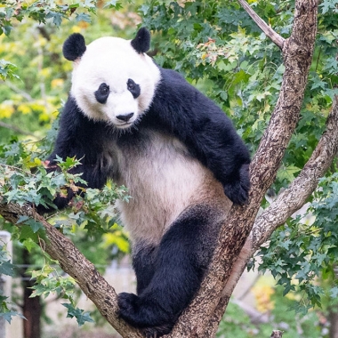 Bei Bei standing in a tree. (Photo: National Zoo)