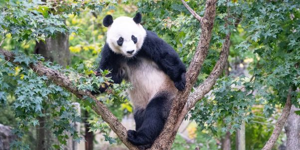 Bei Bei standing in a tree. (Photo: National Zoo)