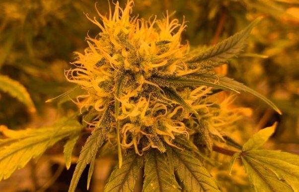 a single marijuana plant in bud. (Photo: BXXTY/Pexels)