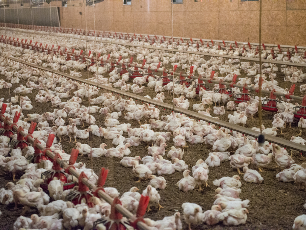 Hundreds of chickens in a commercial chicken house. (Photo: Natonal Chicken Council)