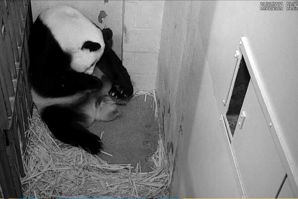 Mei Xiang holds her new cub in her cage at the national zoo early Saturday morning after giving birth. (Photo: Panda Cam/National Zoo)