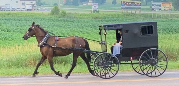An Amish family riding in a black buggy drawn by a horse. (Photo Troyer's Amish Tours/Facebook)