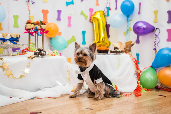 Yorkshire Terrier at its first birthday party In, a colorful costume.