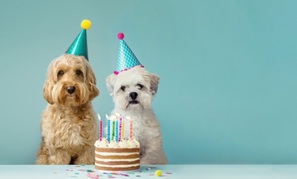 Two cute dogs wearing party hats and a birthday cake. (Photo: iStock)