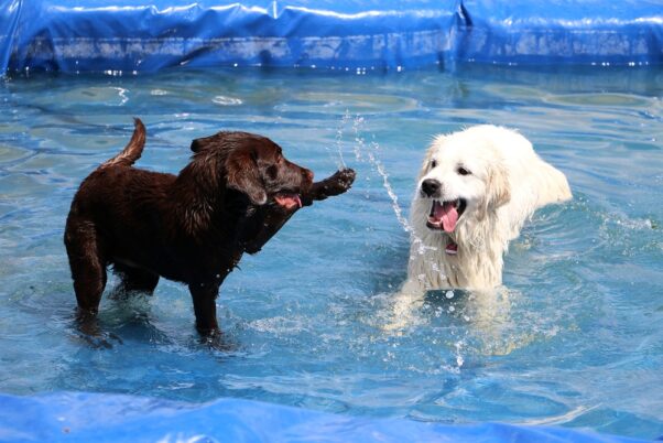 Two dogs having fun in a pool. (Photo: Shutterstock)