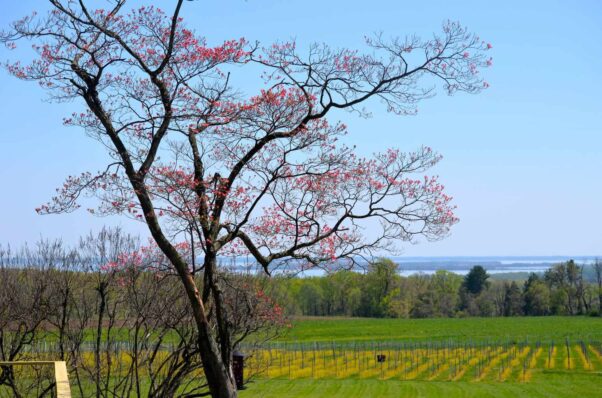 A vineyard at Mount Felix Vineyard & Winery with the Chesapeake Bay in the background. (Photo: Mount Felix Vineyard & Winery/Facebook)