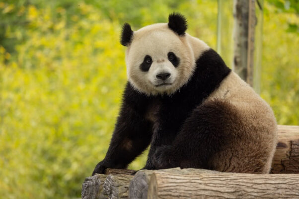 Two-year-old male giant panda Bao Li sit on some logs at Shenshuping Base in Wolong, China, on May 16. (Photo: Roshan Patel/National Zoo)