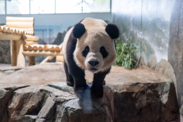 Bao Li looks directly into the camera as he explores his new home at the zoo after arriving Tuesday. (Photo: Skip Brown/National Zoo)