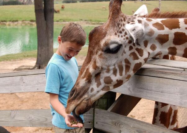 A boy in a teal t-shirt feeds a giraffe out of his hand at the Richmond Metro Zoo. (Photo: Richmond Metro Zoo/Facebook)