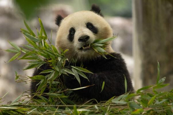 Two-year-old female giant panda Qing Bao eats bamboo in her habitat at Dujiangyan Base in Sichuan, China on May 17. (Photo: Roshan Patel/National Zoo)