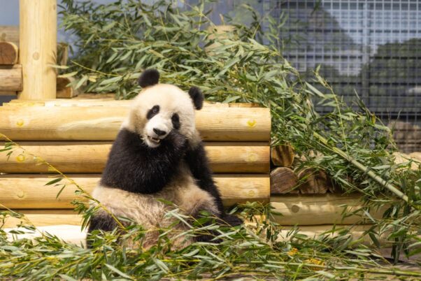 Qing Li eats bamboo while sitting in front of a wooden platform in the zoo's panda habitat after arriving Tuesday.  (Photo: Skip Brown/National Zoo)