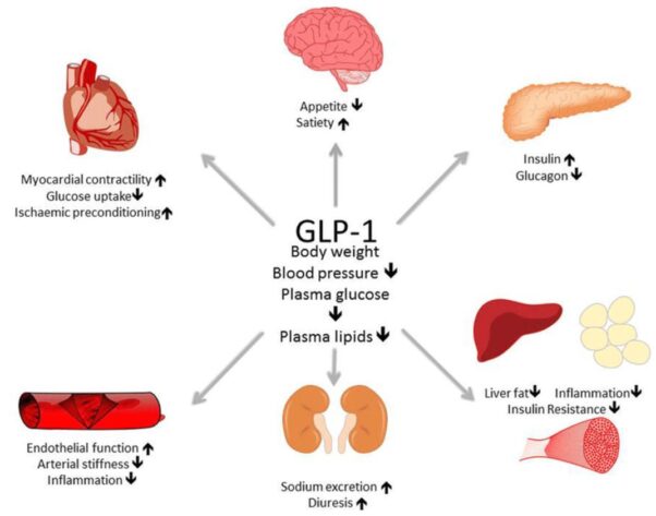 Graphic showing how GLP-1 drugs affect different organs in the body. (Photo: Sydenham Clinic)