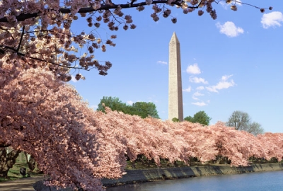 The National Cherry Blossom Festival kicks off this weekend even without the blossoms. This scene is from 2014. (Photo: Getty Images)