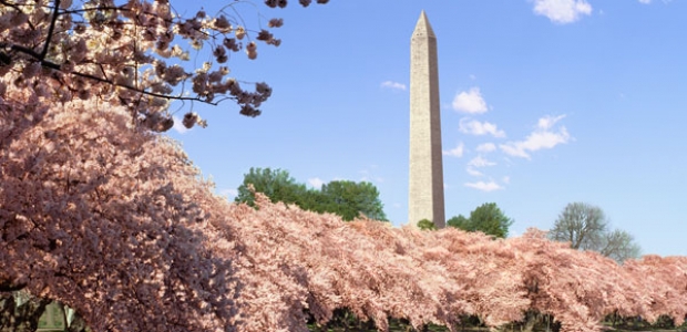 The National Cherry Blossom Festival kicks off this weekend even without the blossoms. This scene is from 2014. (Photo: Getty Images)
