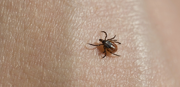 The blacklegged deer tick can cause Lyme disease. (Photo: Penn State)