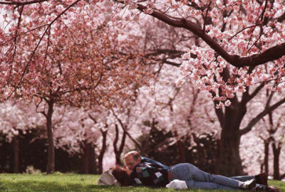 Lay under the cherry blossoms this spring with someone special. (Photo: romanticideasinlife.wordpress.com)
