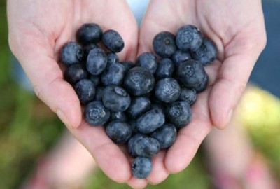 Blueberries help lower the risk of heart disease and cancer, now researchers think they may help prevent Altzheimer's disease as well. (Photo: Shutterstock)