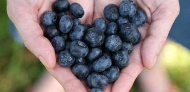 Blueberries help lower the risk of heart disease and cancer, now researchers think they may help prevent Altzheimer's disease as well. (Photo: Shutterstock)